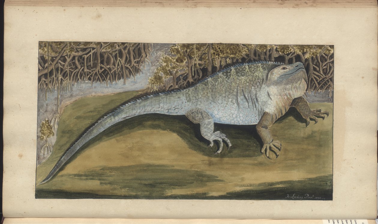Disegni di Lindsay Vol. VI da John Lindsay