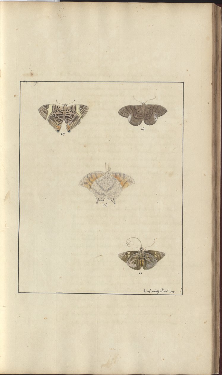 Disegni di Lindsay Vol. VI, 42 da John Lindsay