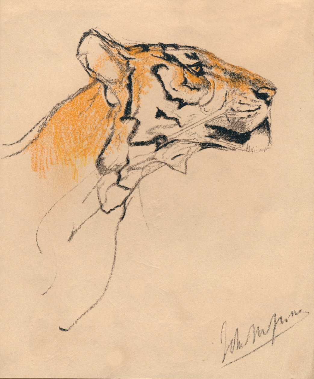 Testa di una tigre, c1910 da John Macallan Swan