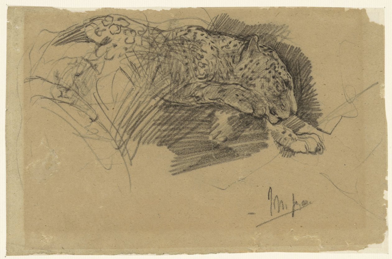 Studi di un leopardo da John Macallan Swan