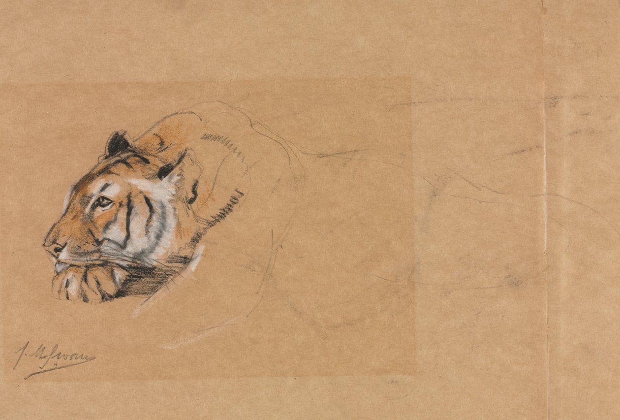 Tigre da John Macallan Swan