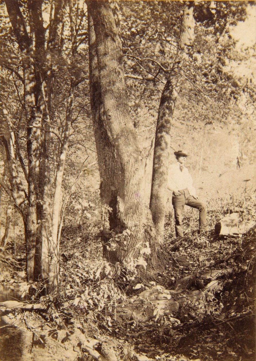Torrente Tacony, pioppo di Magnolia da John Moran