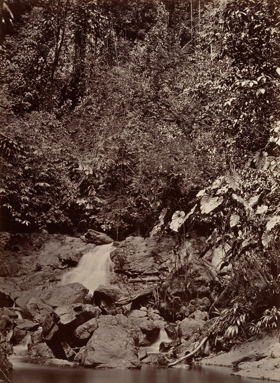 Scenario tropicale, cascata, fiume Limon da John Moran
