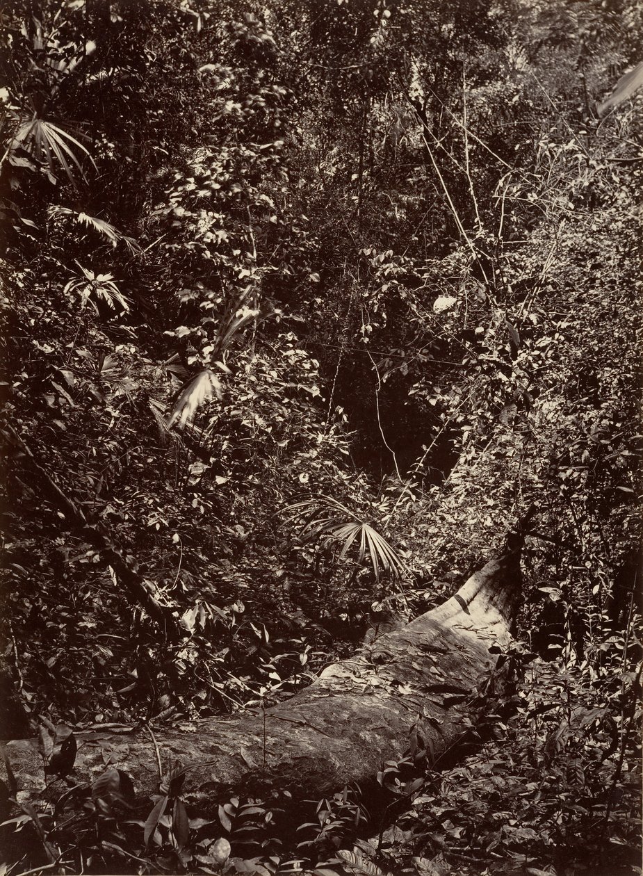 Scenari Tropicali, Foresta Tropicale, 1871 da John Moran