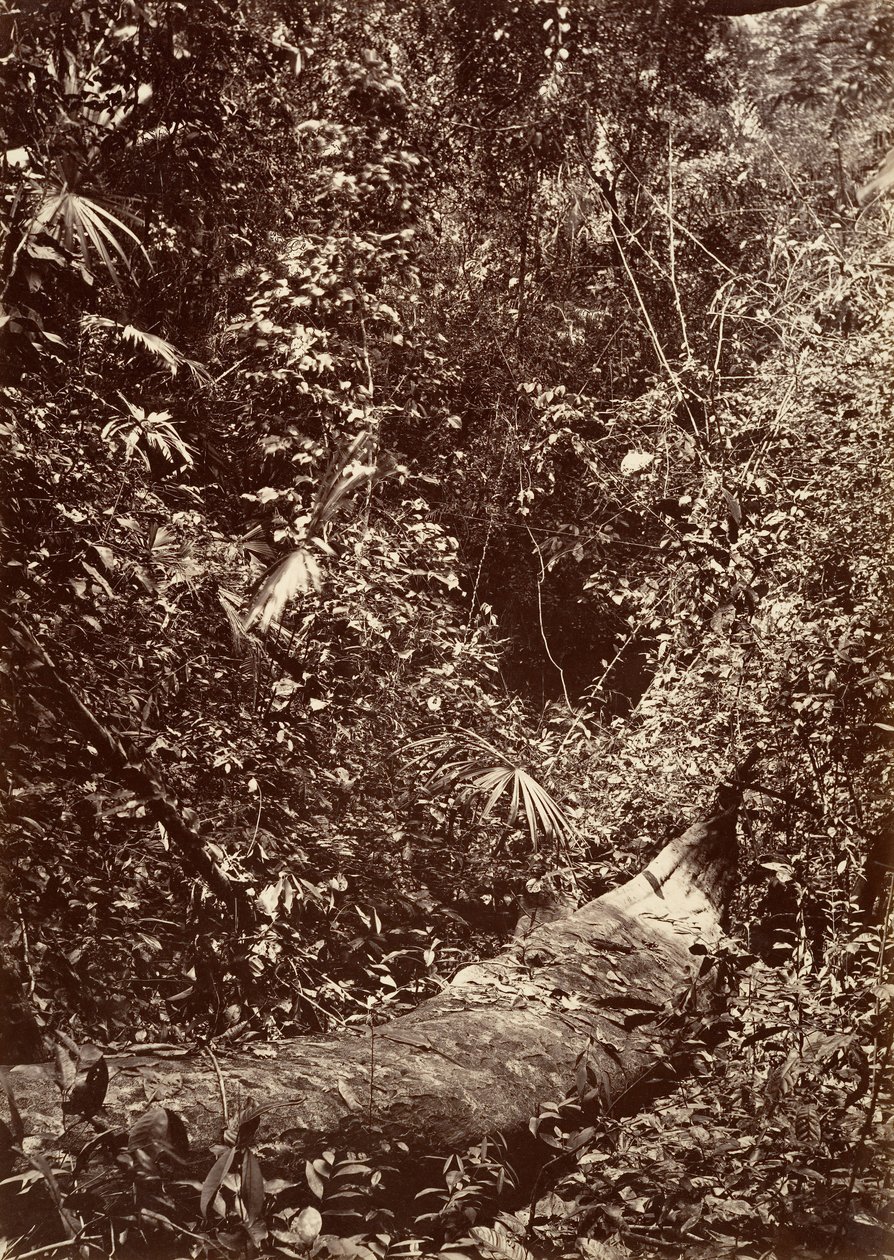 Scenari tropicali, foresta tropicale da John Moran