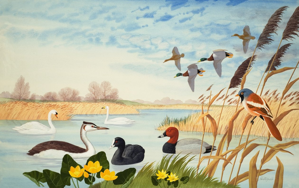 Nature Scene (gouache on paper) da John Rignall