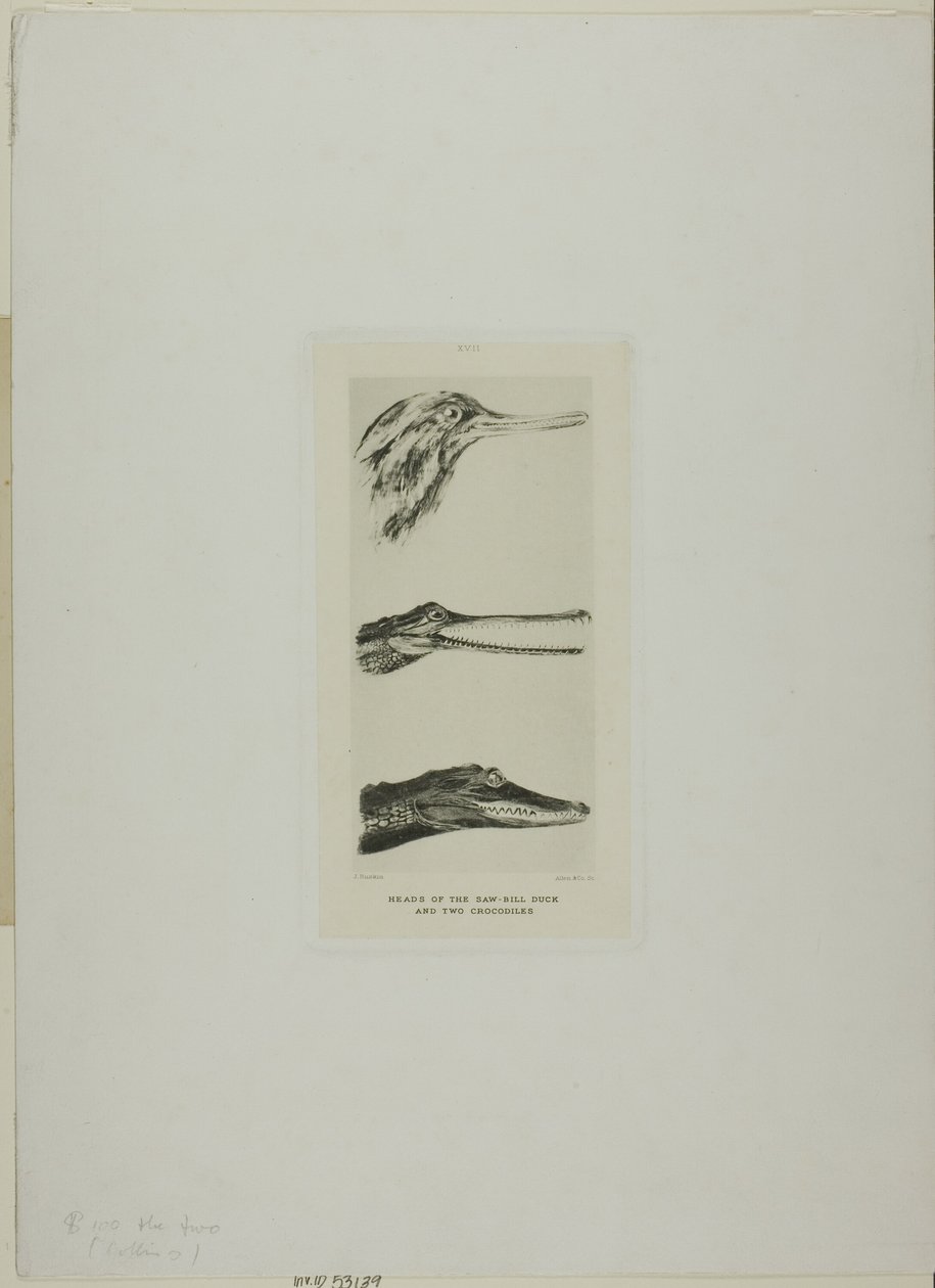 Teste di anatre a becco di sega e due coccodrilli da John Ruskin