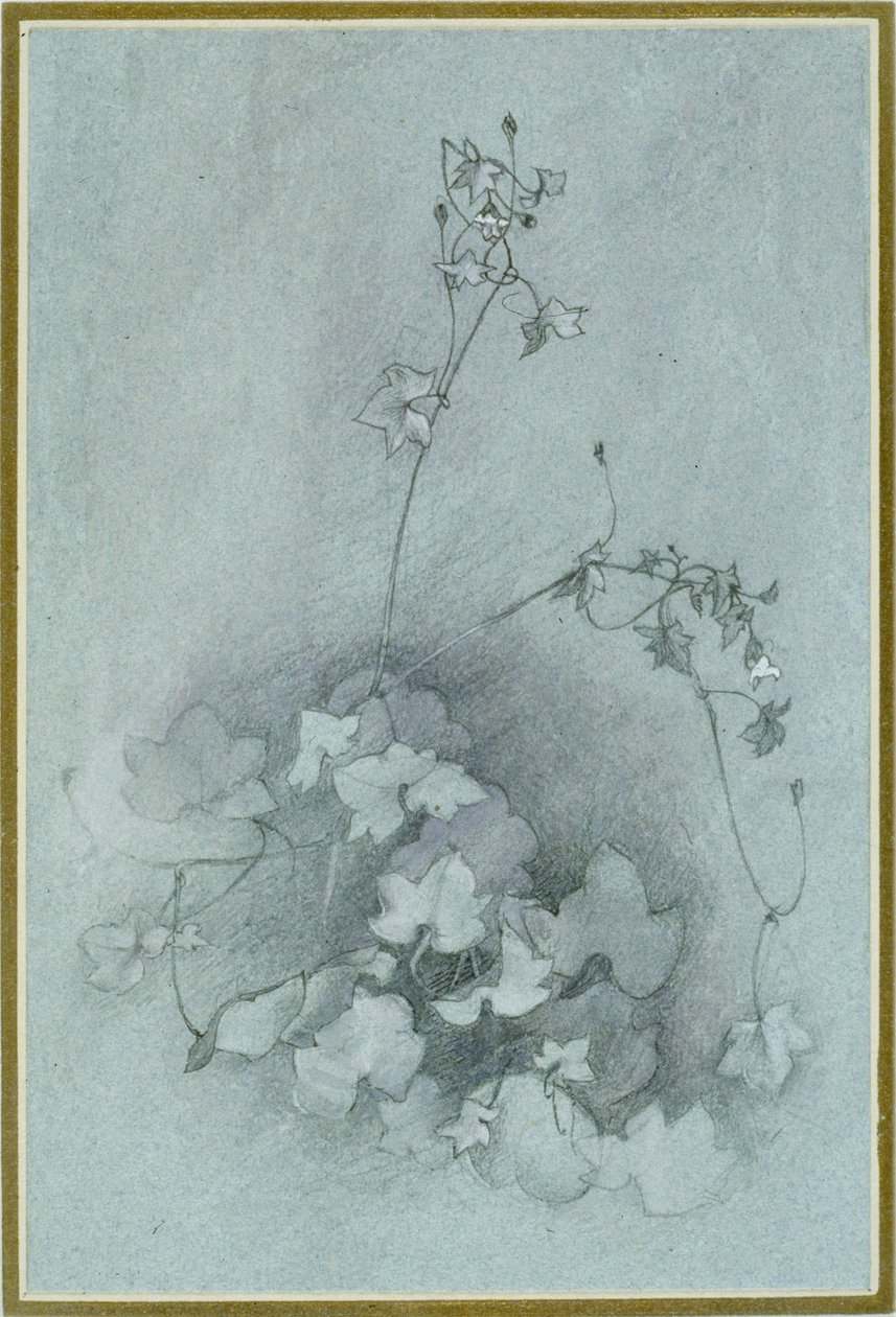 Cimbalaria murale 