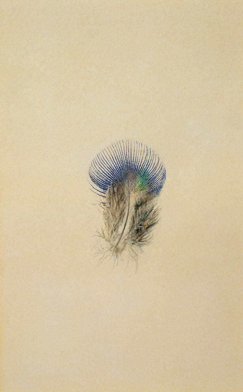 Studio di una piuma di pavone, 1873 da John Ruskin