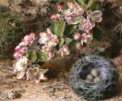 Fiori e nido d