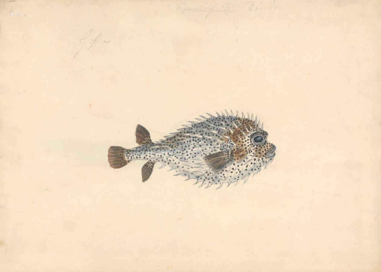 Un Pesce Porcospino da John Smart