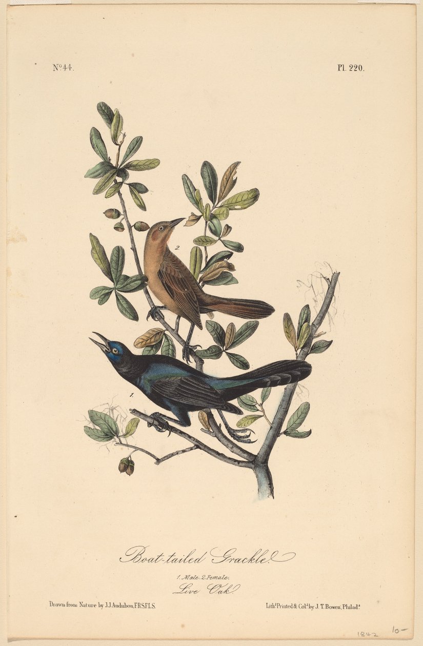 Gracula dalla Coda a Barca da John T. Bowen, after John James Audubon