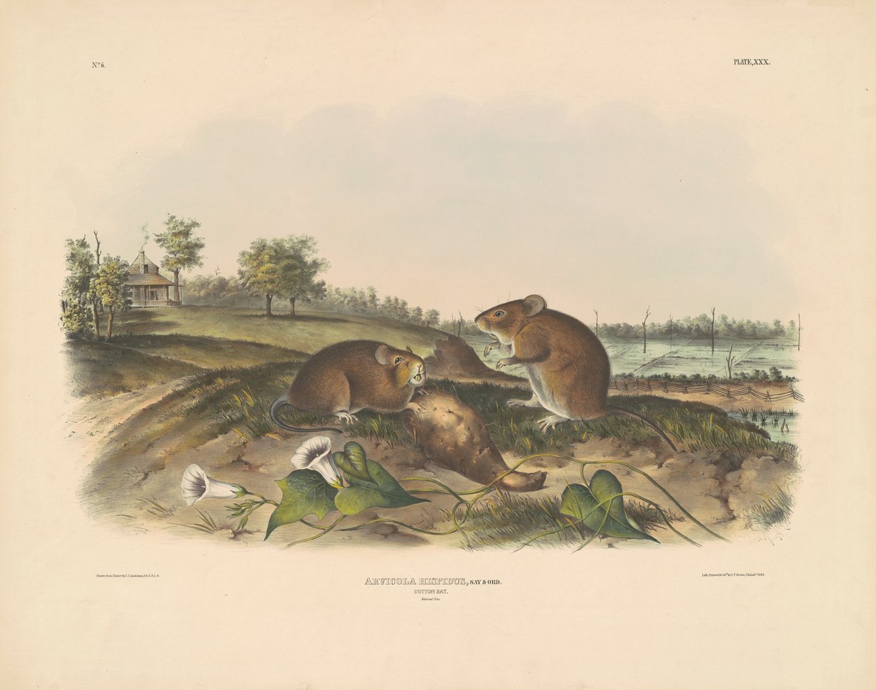 Ratto del cotone da John T. Bowen, after John James Audubon