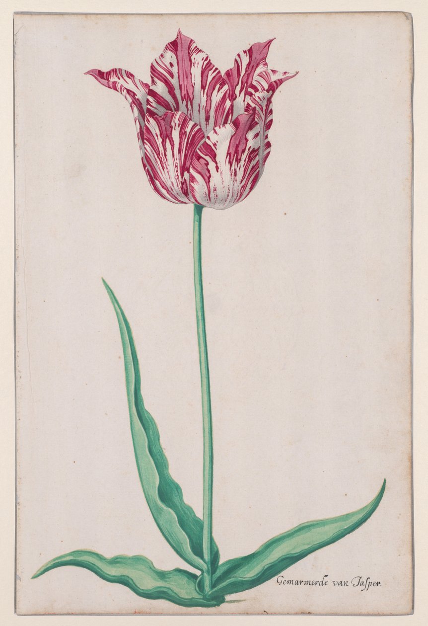 Studio di un tulipano (Gemarmerde van Jasper) da John Thomson