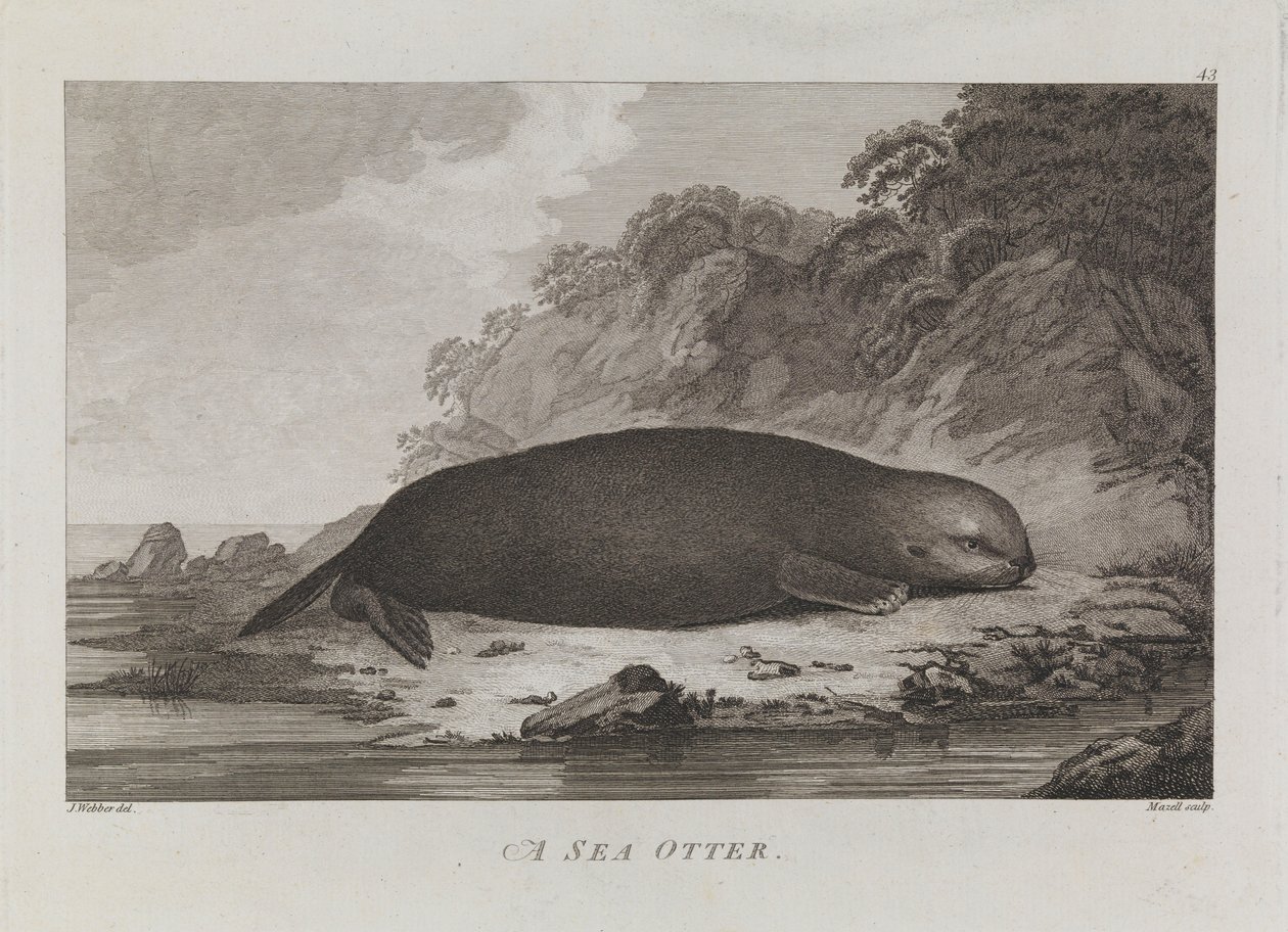 Una lontra marina da John Webber