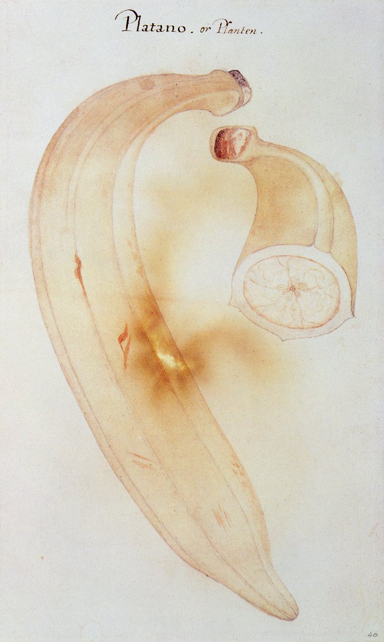 Pianta di corno da John White