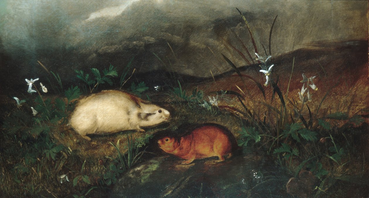 Lemming della Baia di Hudson, 1846 da John Woodhouse Audubon