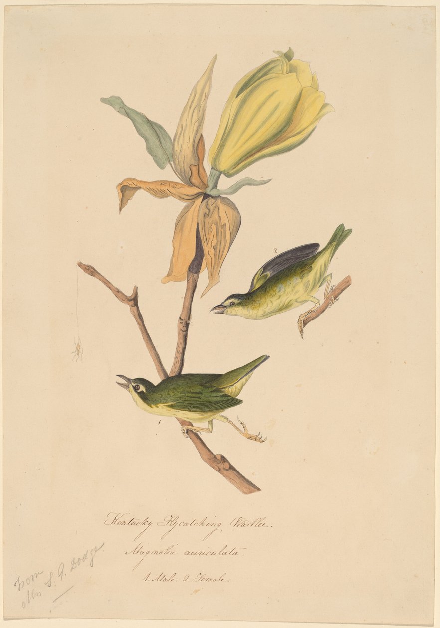 Parula del Kentucky da John Woodhouse Audubon