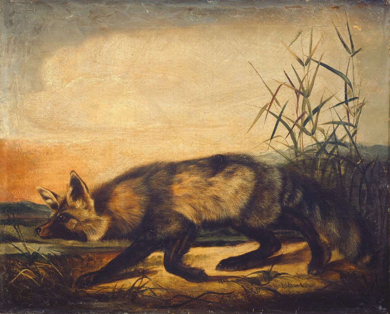 Volpe Rossa dalla Lunga Coda, 1848-1854 da John Woodhouse Audubon