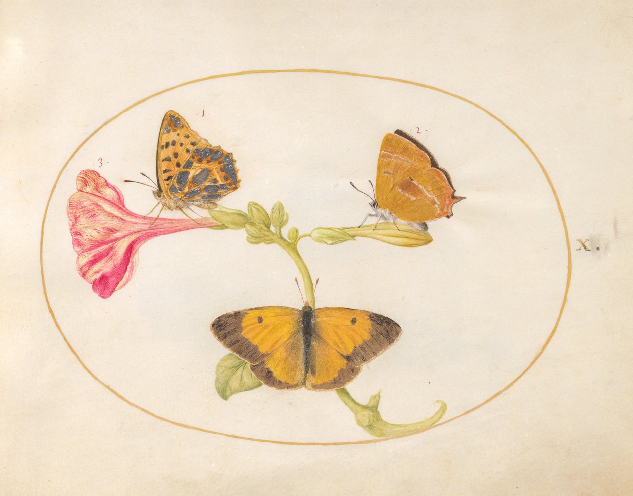 Farfalla, c.1575-80 da Joris Hoefnagel