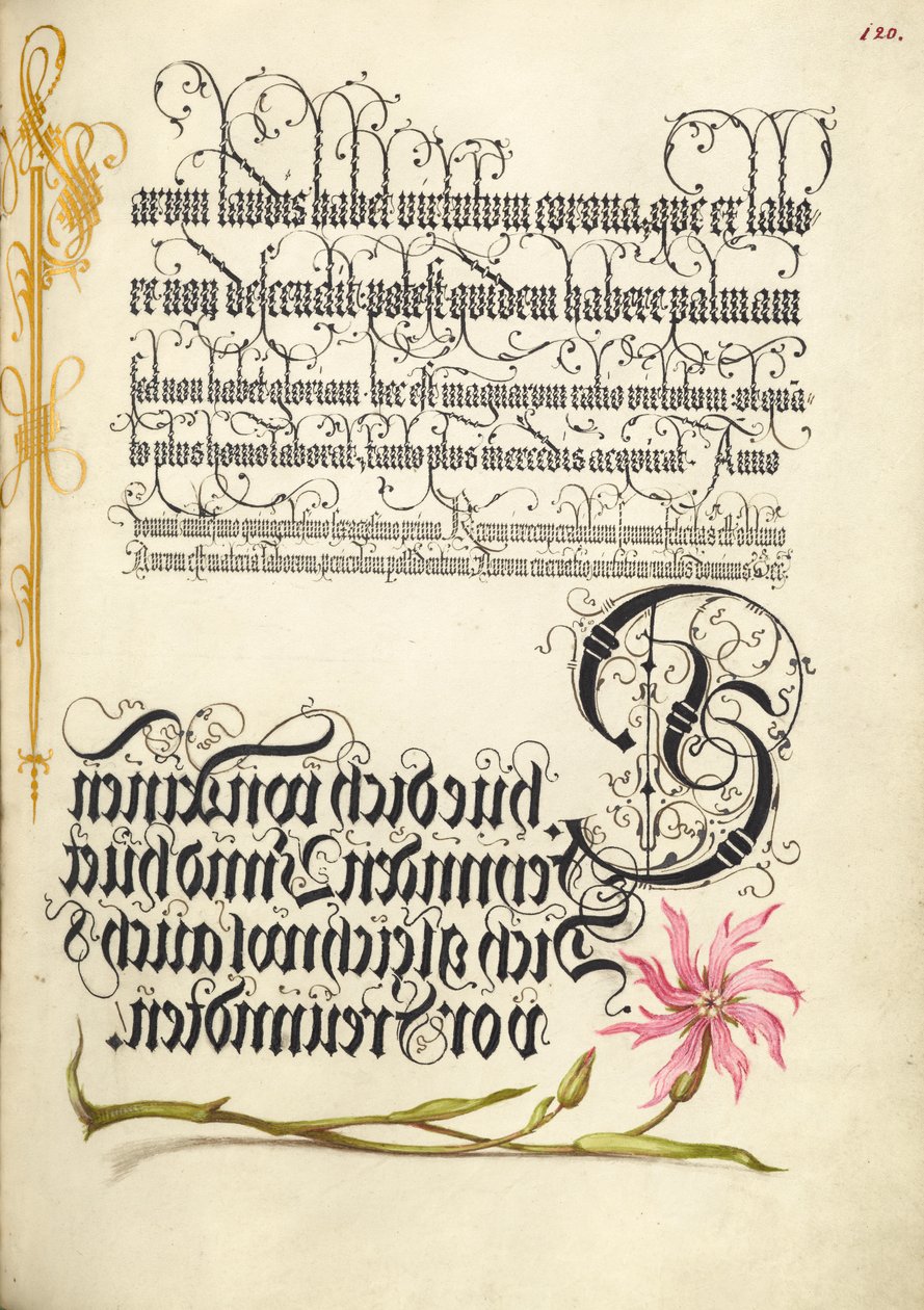 Fiore di cuculo da Joris Hoefnagel