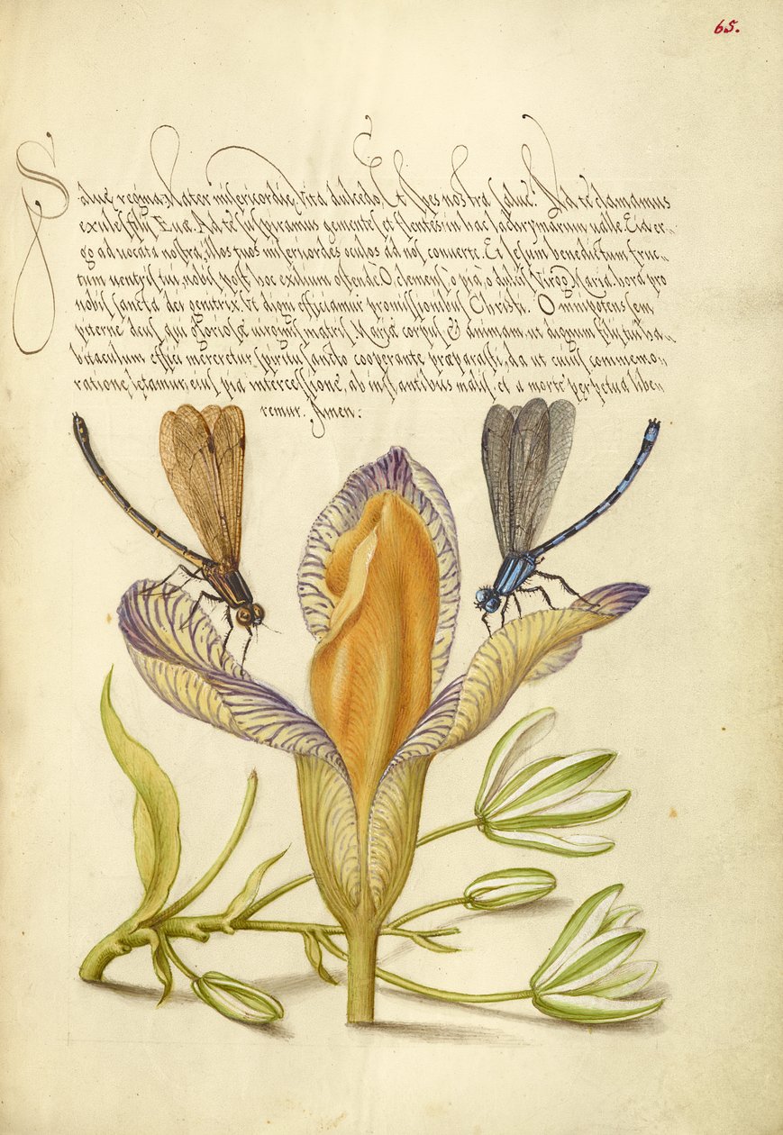 Damigelle, Iris di Spagna e Stella di Betlemme da Joris Hoefnagel