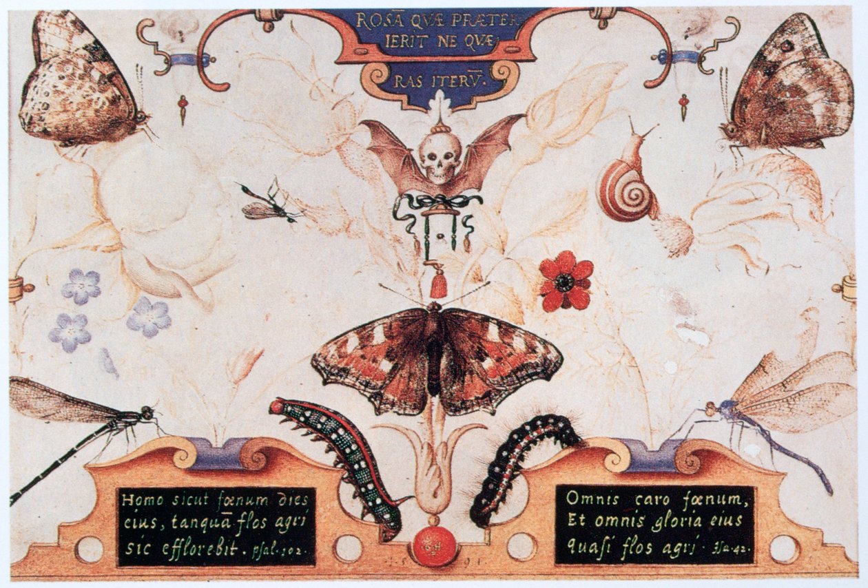 Dittico con fiori e insetti, 1591 da Joris Hoefnagel