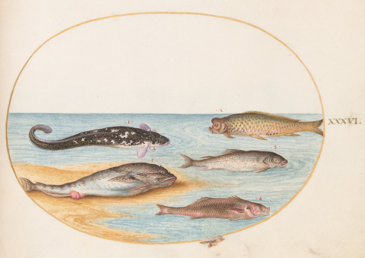 Pesce, c.1575-80 da Joris Hoefnagel