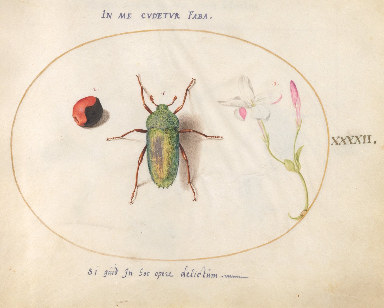 Insetto, c.1575-80 da Joris Hoefnagel