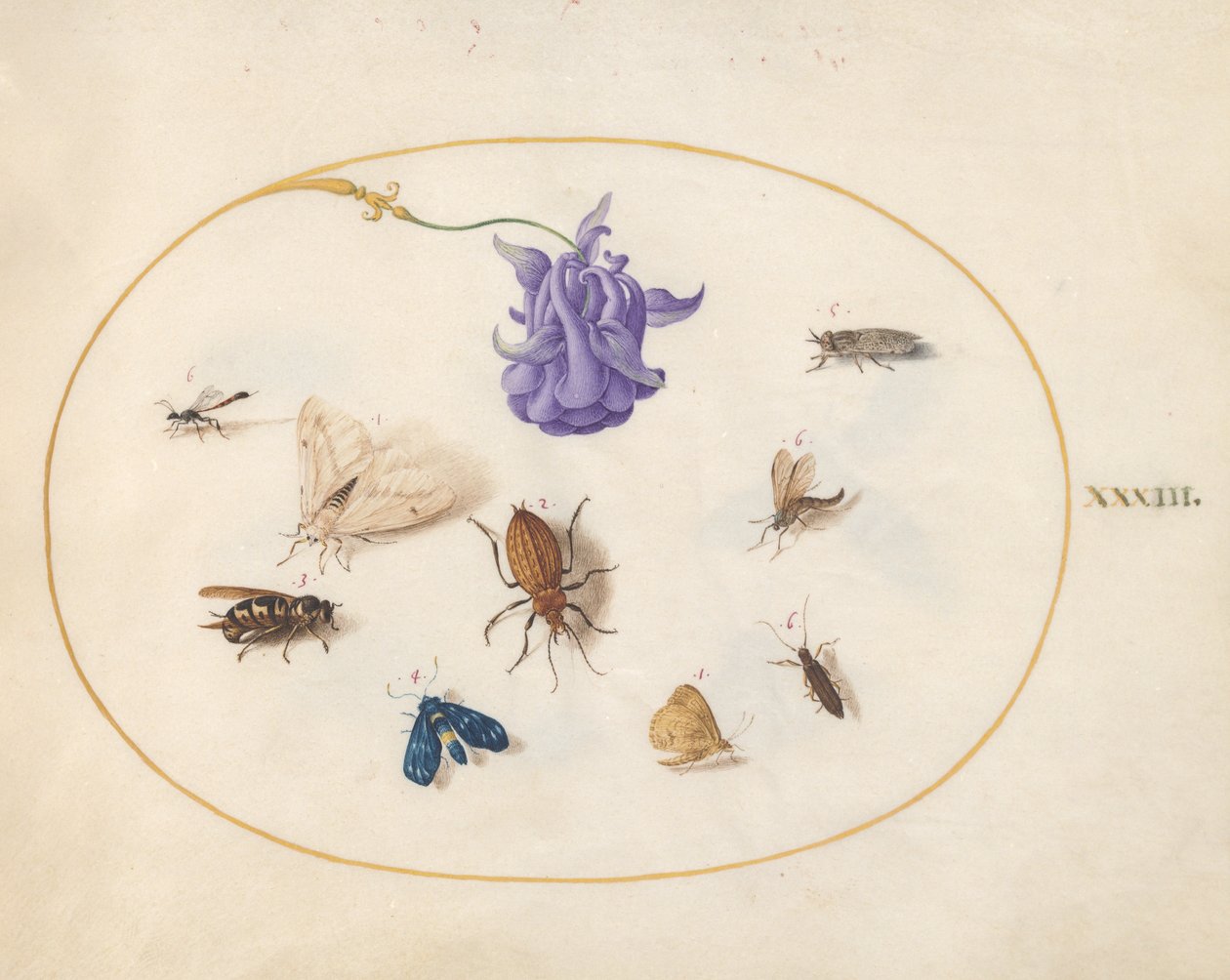 Insetti, c.1575-80 da Joris Hoefnagel