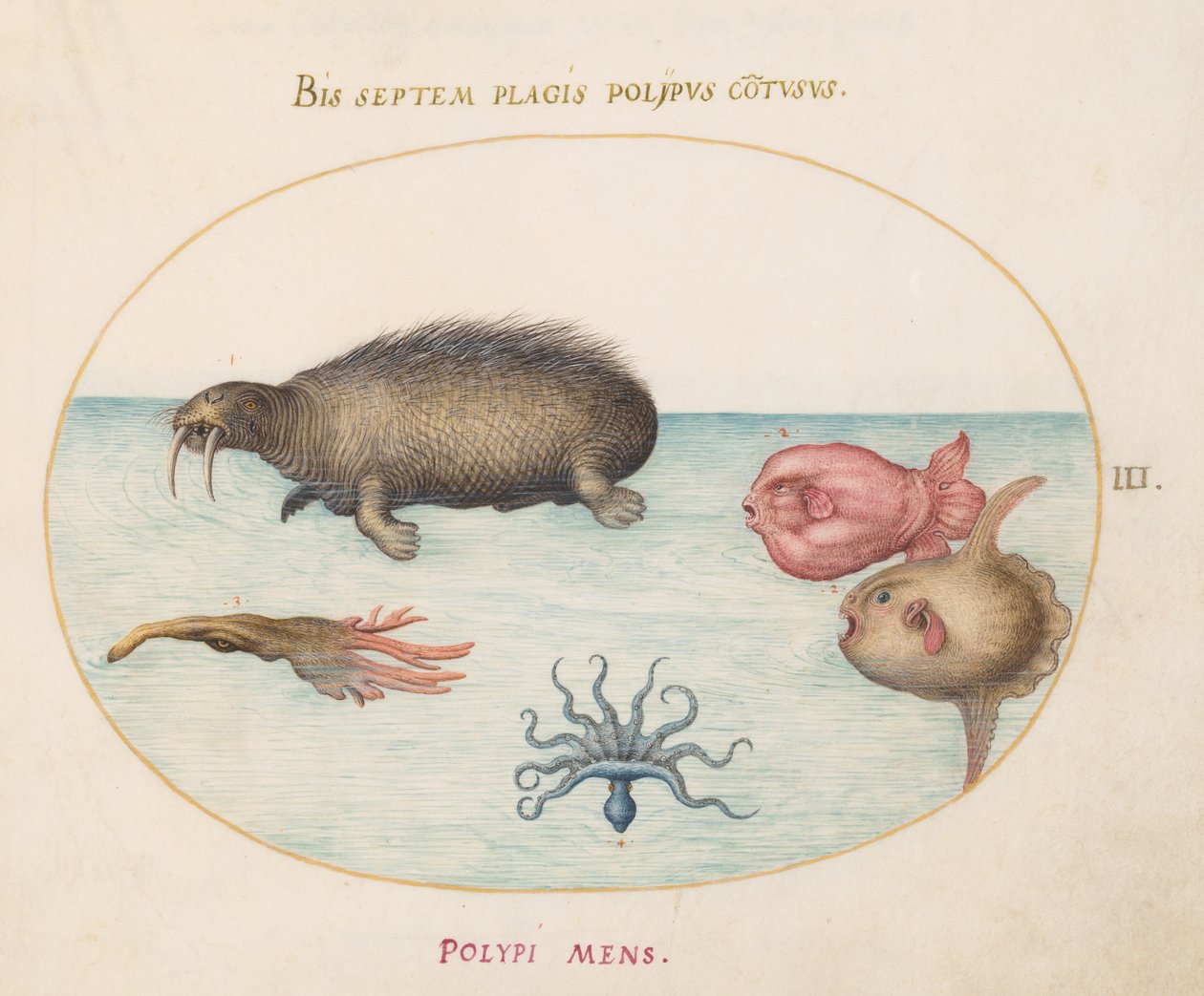 Creature Marine, c.1575-80 da Joris Hoefnagel