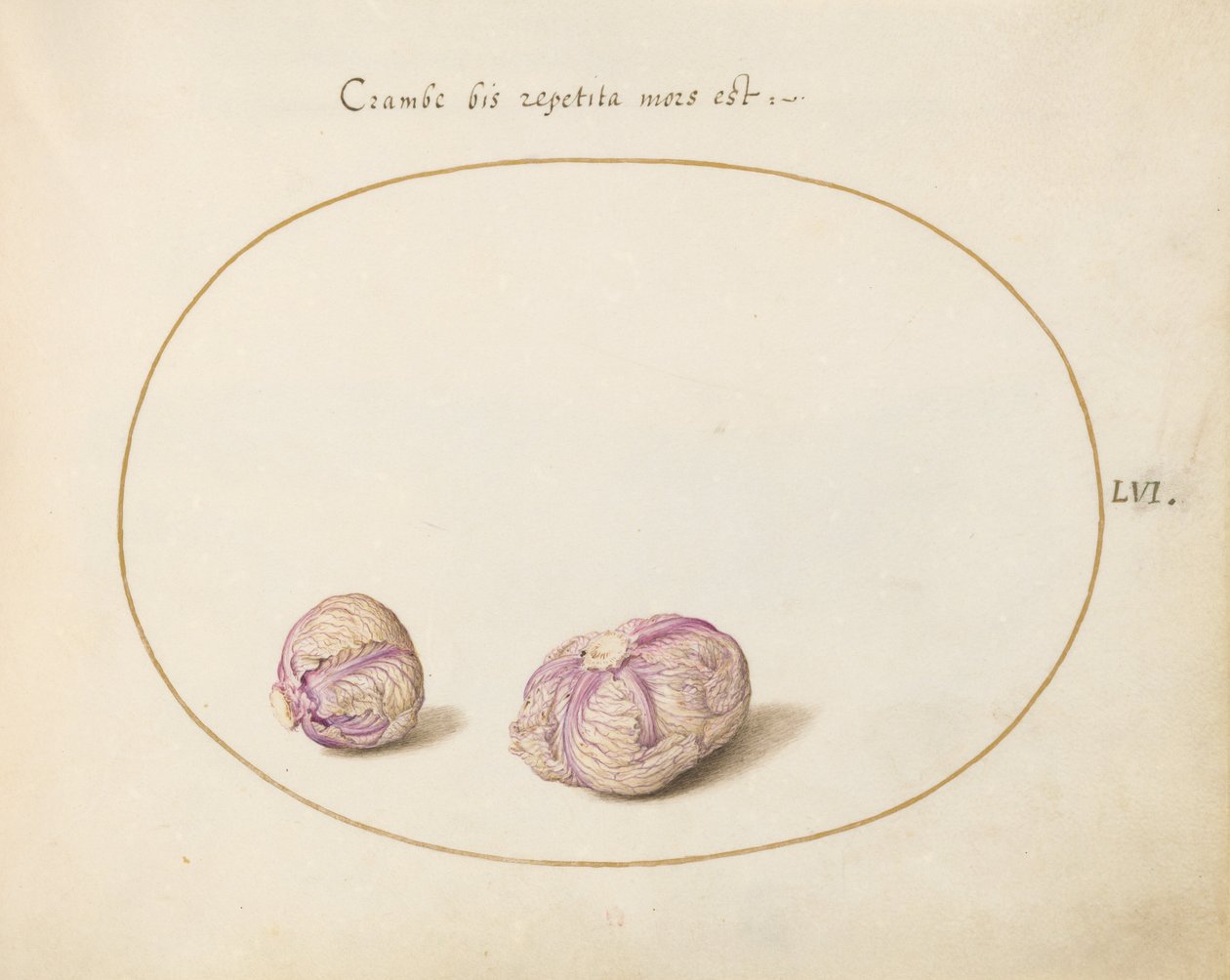 Piatto 56: Due teste di cavolo da Joris Hoefnagel