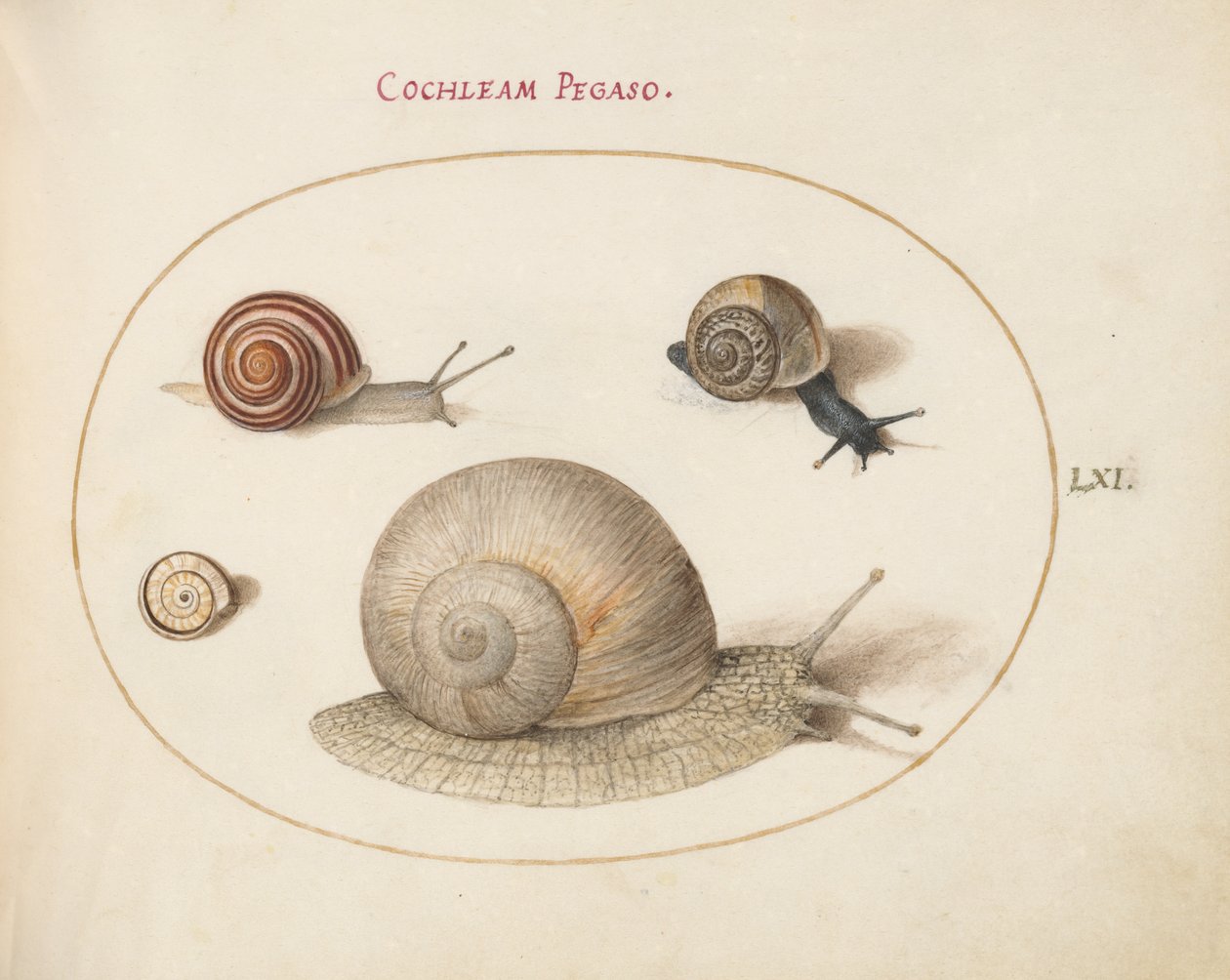 Lumaca, c.1575-80 da Joris Hoefnagel