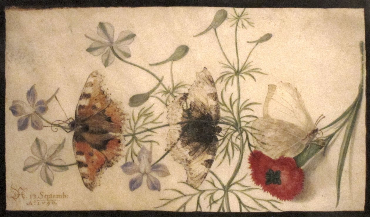 Studi di fiori e farfalle da Joris Hoefnagel