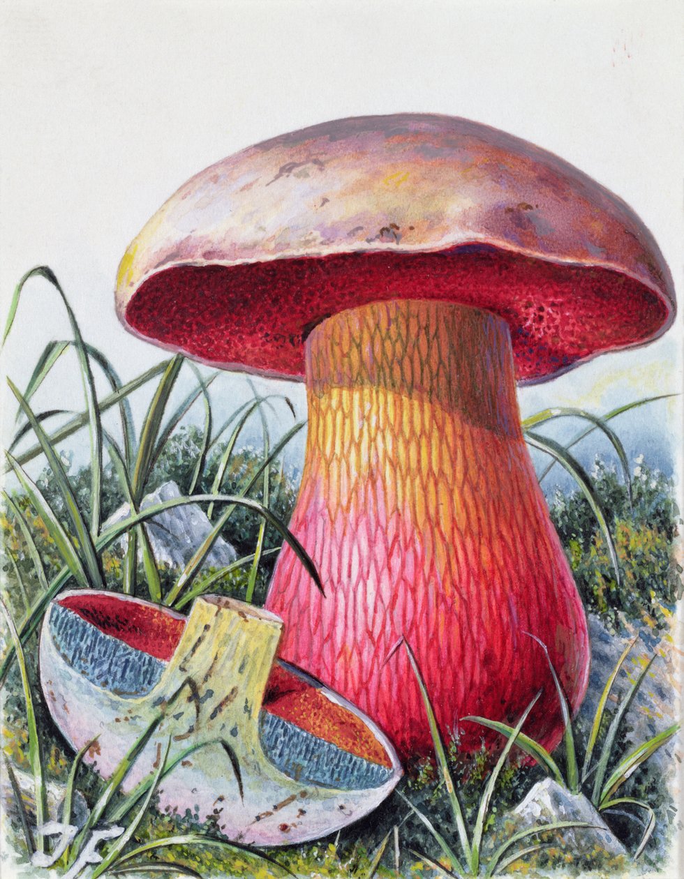 Studio di funghi da Josef Fleischmann