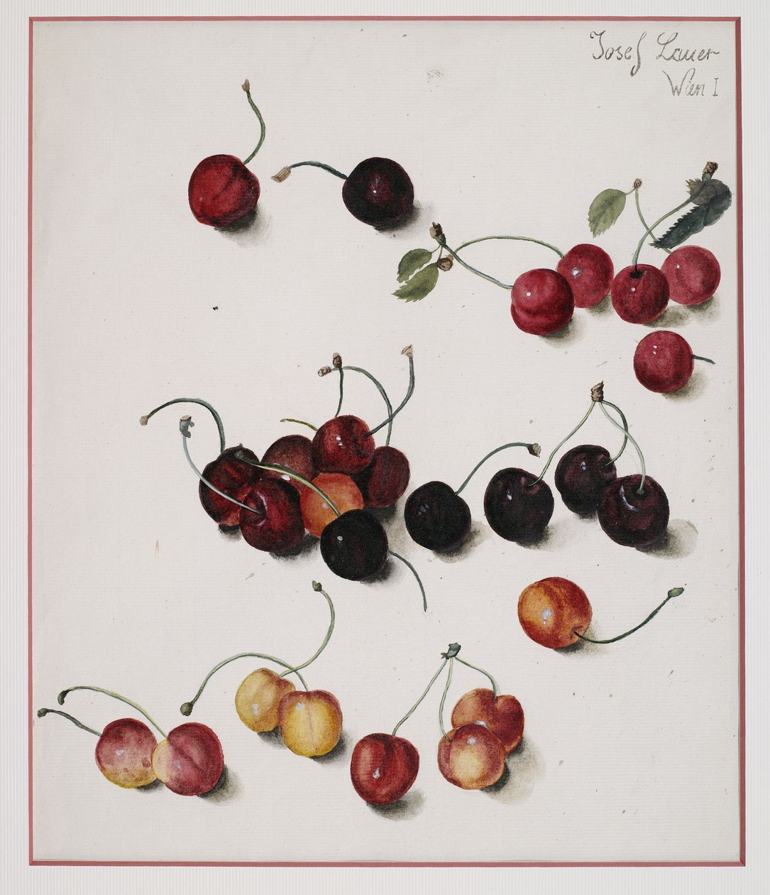 Ciliegie da Josef Lauer