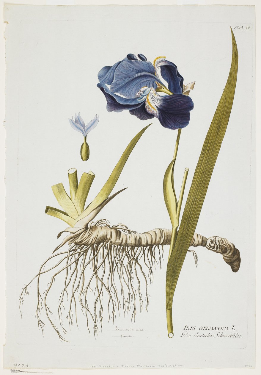Iris Germanica, da Icones Plantarum Medicinalium, 1788-1812 da Joseph Jacob Plenck