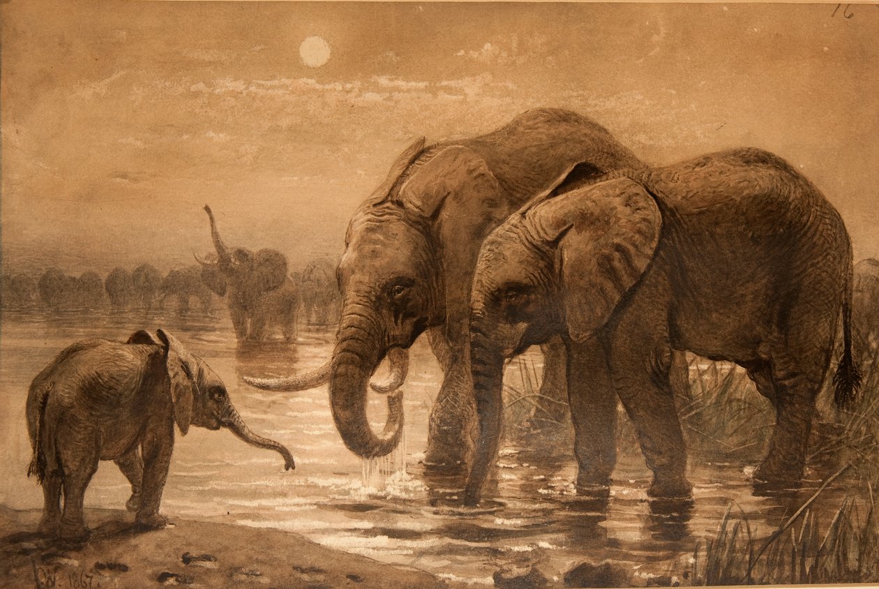 Elefanti africani da Joseph Wolf