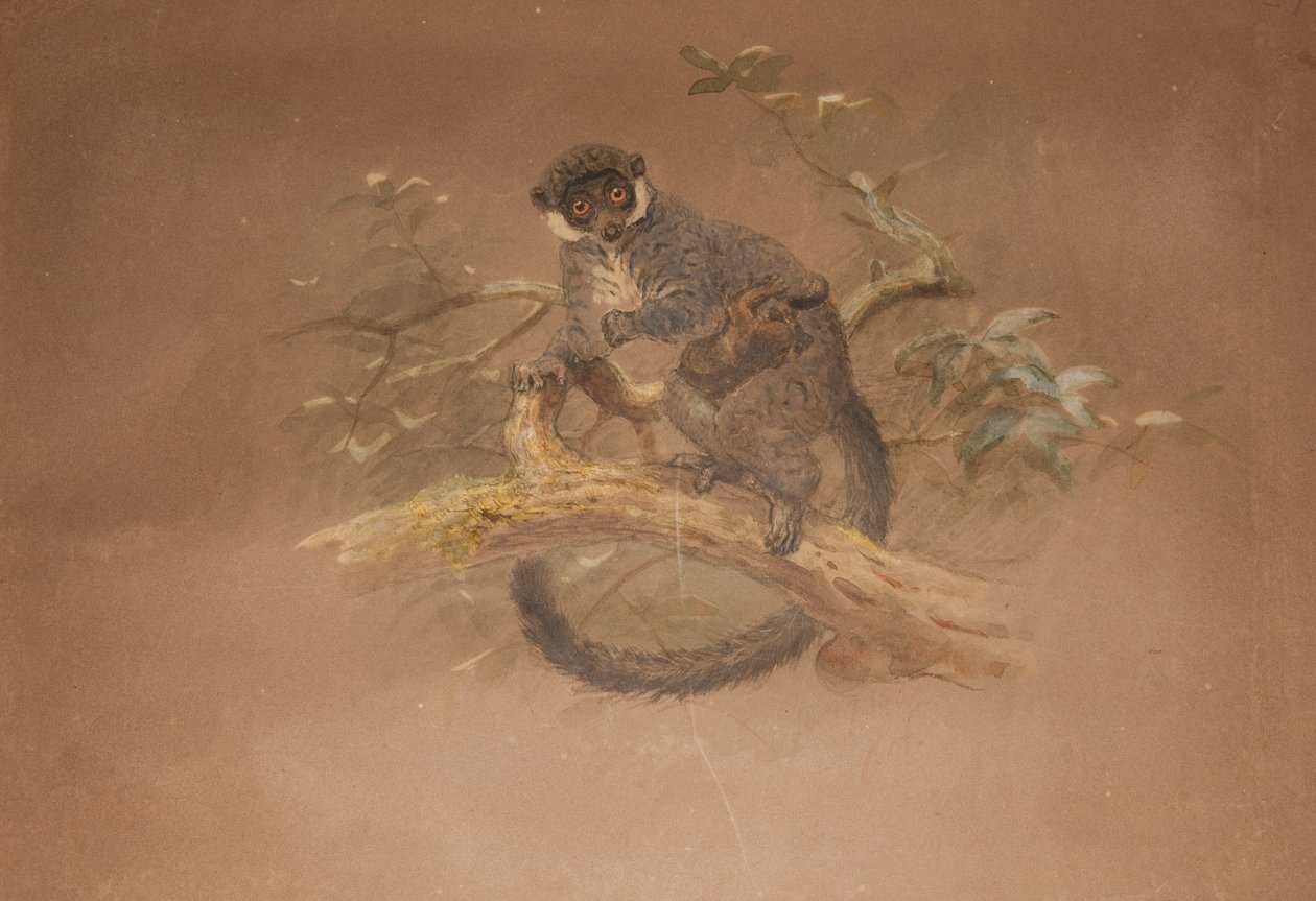 Lemure dai piedi neri (Lemur nigifrons) da Joseph Wolf