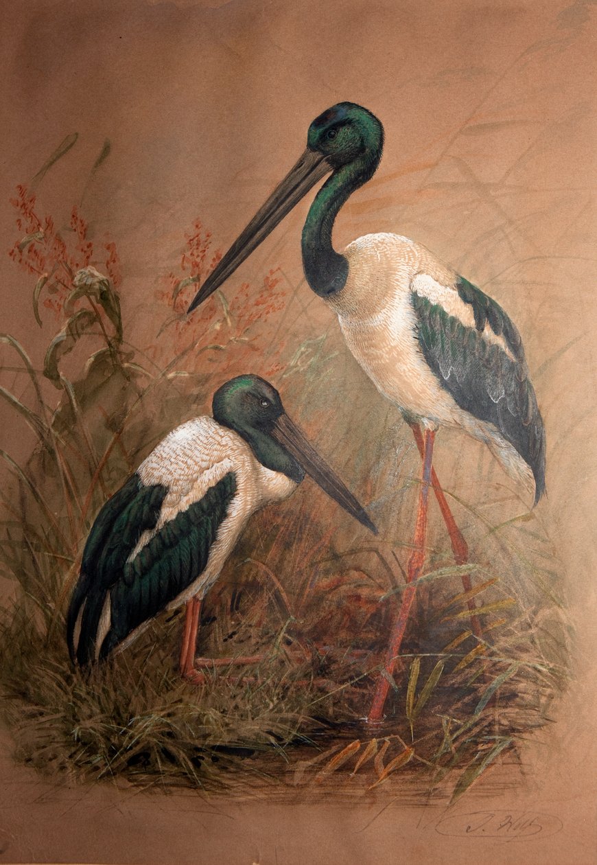 Cicogna dal collo nero (Xenorhynchus australis), 1856-67 da Joseph Wolf