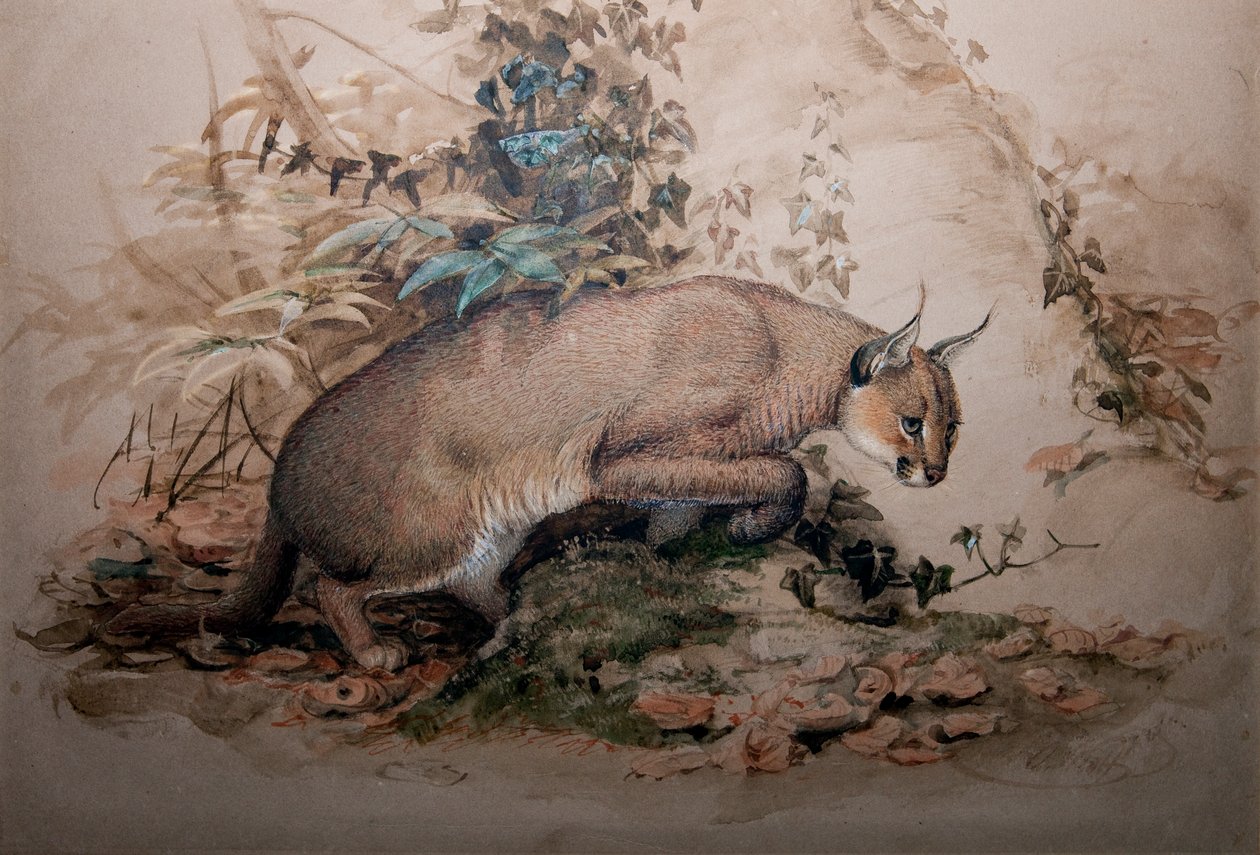 Caracal, 1851-69 da Joseph Wolf