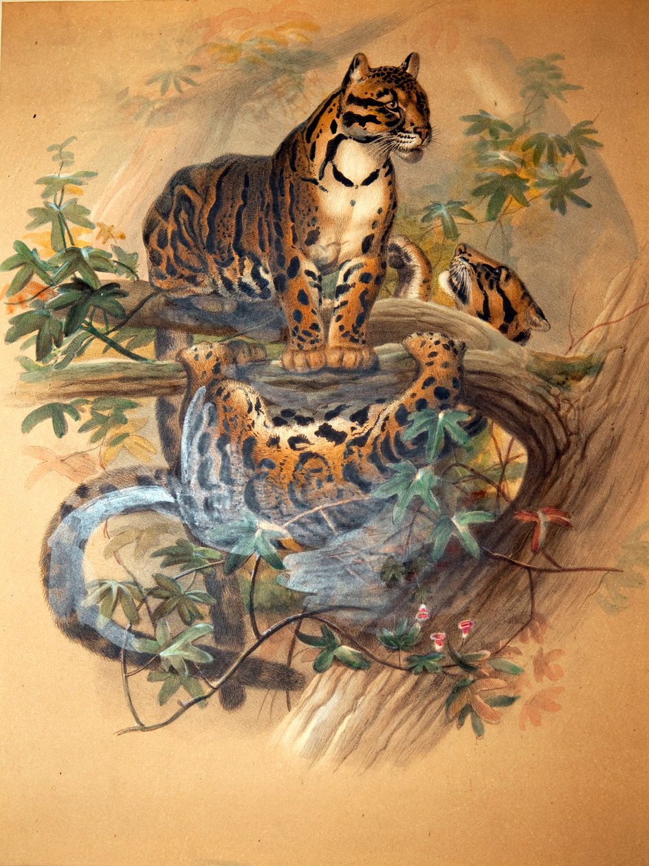 Leopardo Nebuloso, 1861 da Joseph Wolf