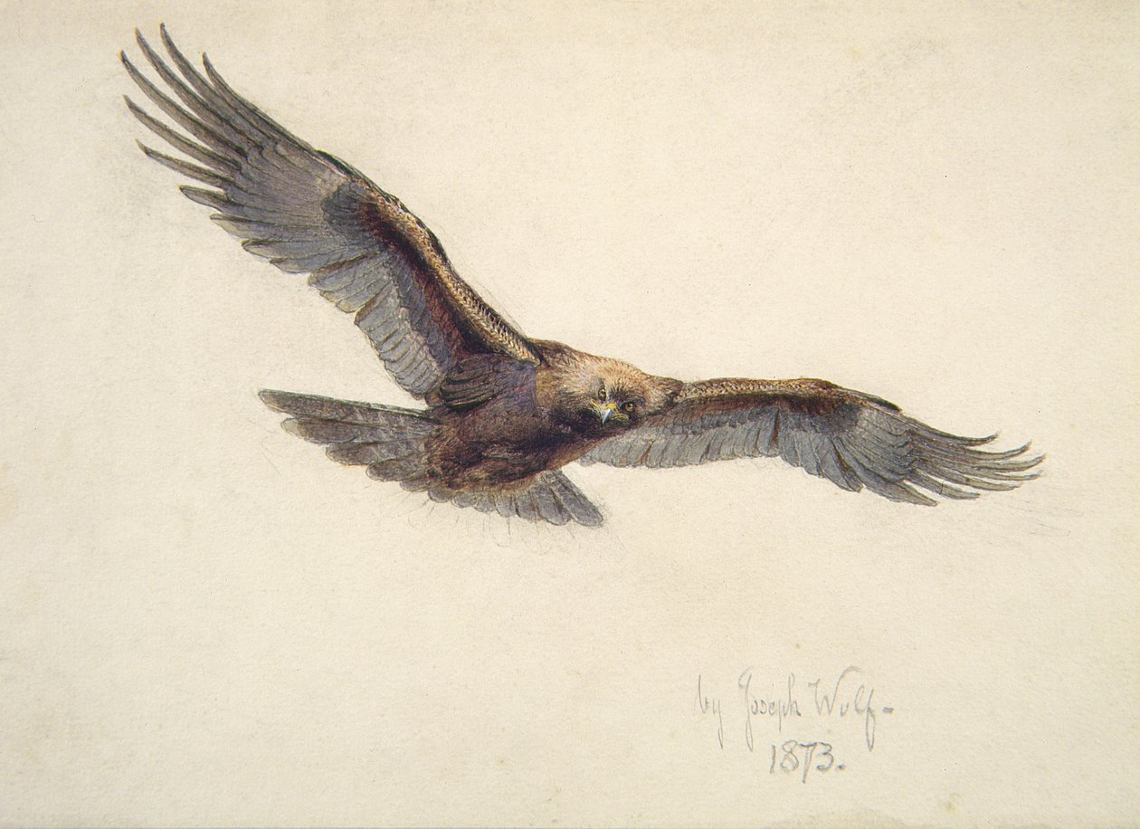 Aquila in volo, 1873 da Joseph Wolf