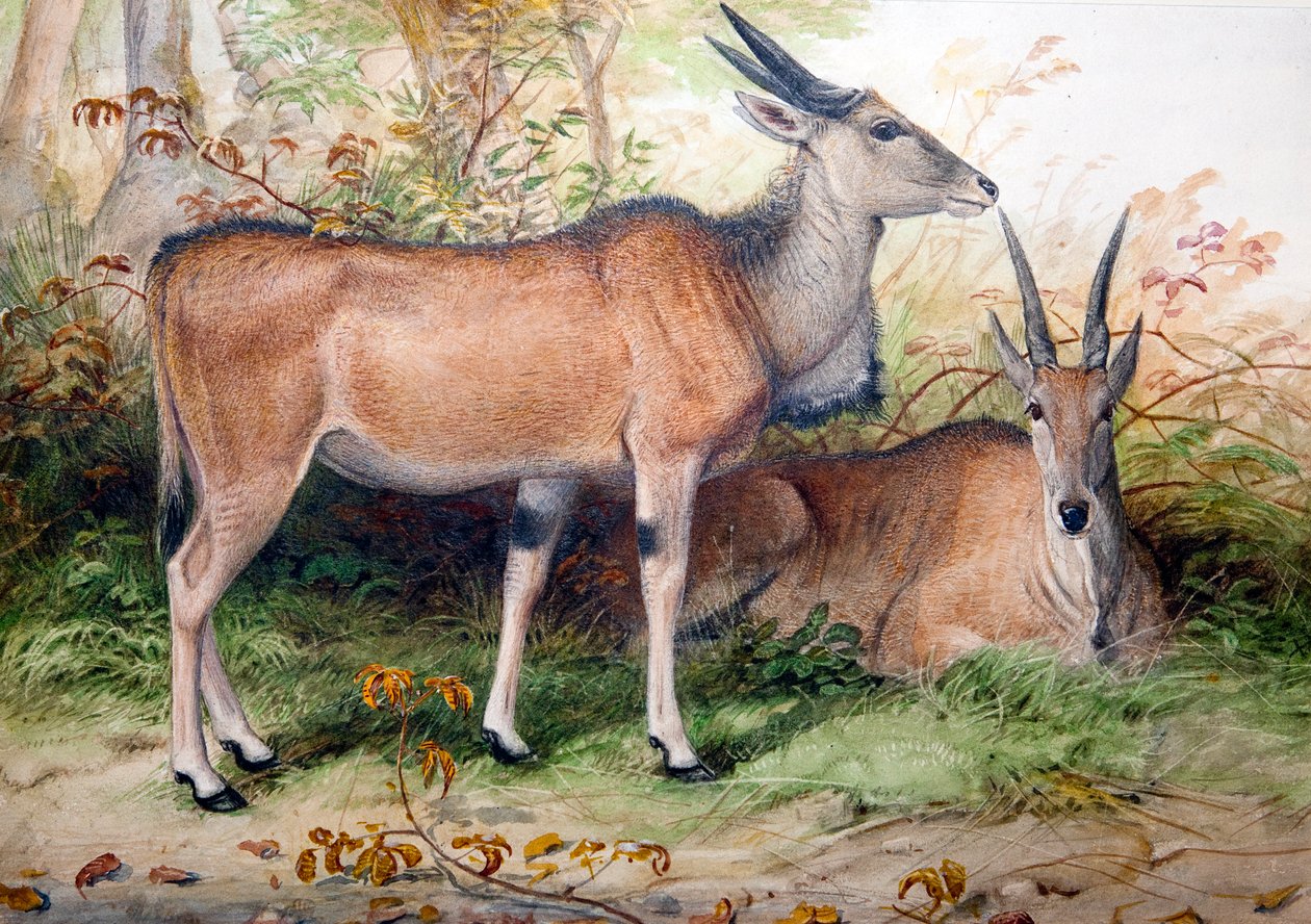 Elands, c.1850 da Joseph Wolf