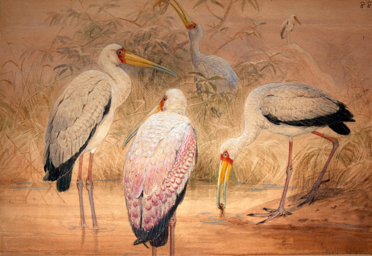 Tantalo indiano, 1856-67 da Joseph Wolf