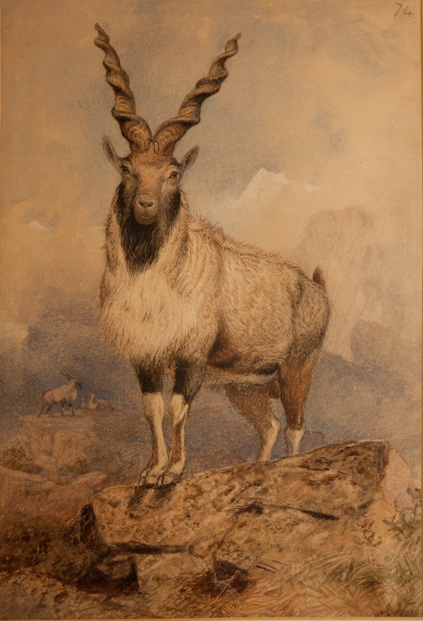 Markhoor da Joseph Wolf