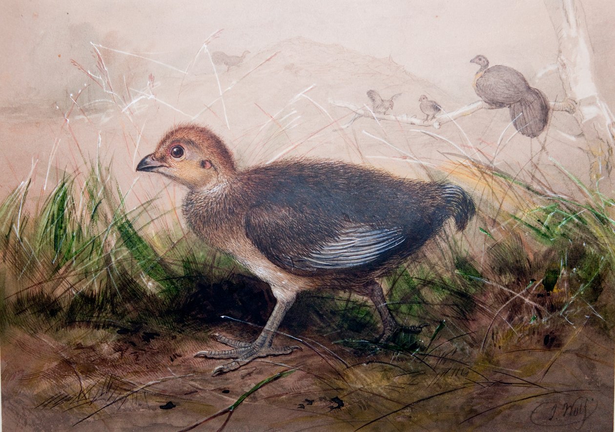 Megapodi, c.1850 da Joseph Wolf