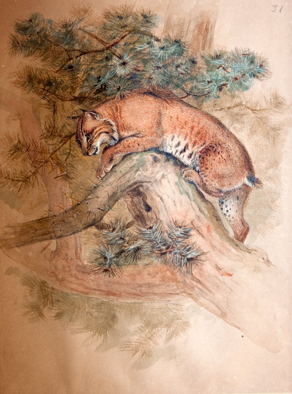 Lince norvegese, 1851-69 da Joseph Wolf
