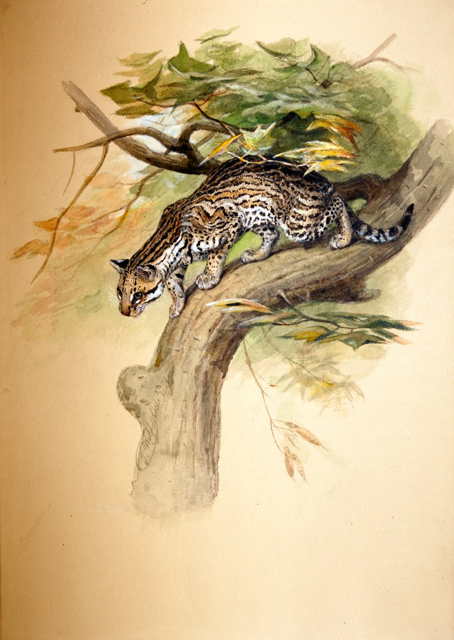 Ocelot, 1851 da Joseph Wolf