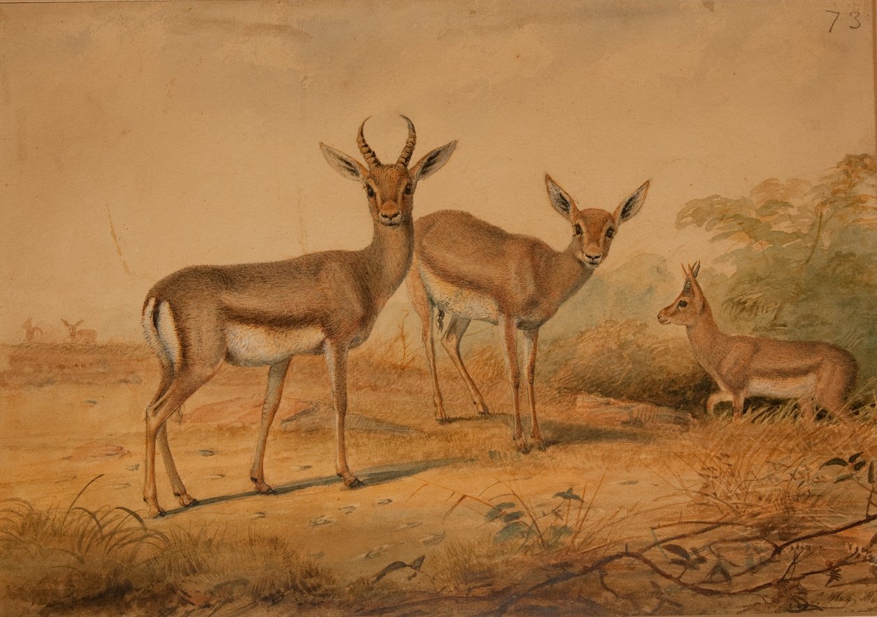 Gazzella persiana da Joseph Wolf